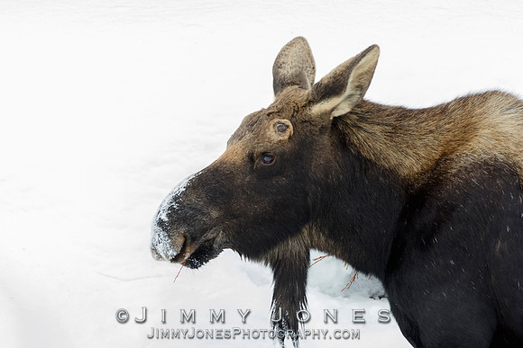 Silver Dollar Bull Moose