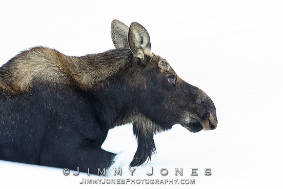 Silver Dollar Bull Moose