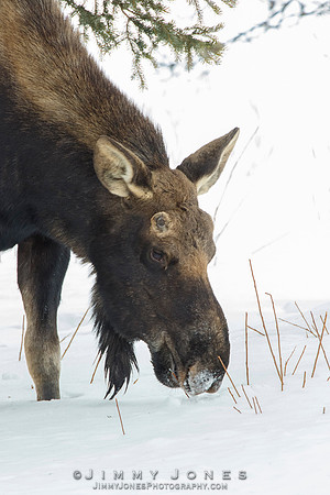 Silver Dollar Bull Moose