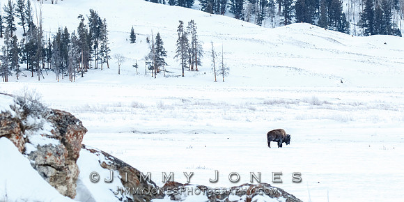 Lone Bison