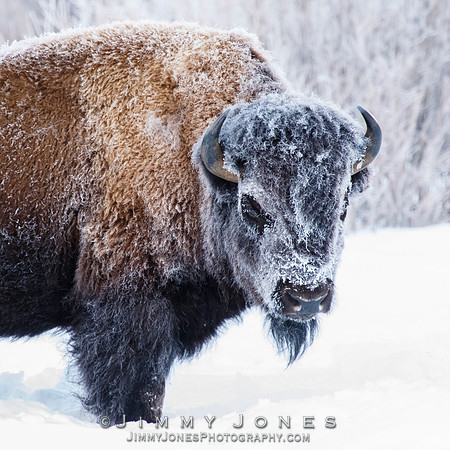 Frosty Bison