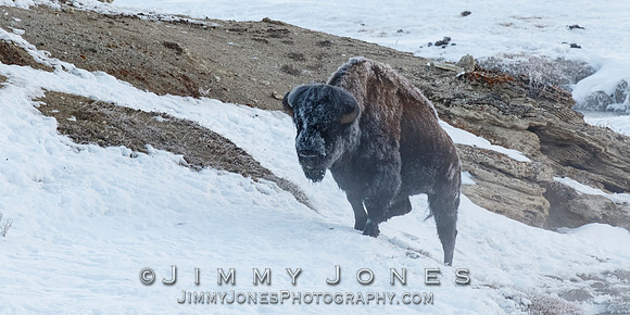 Frosty Bison