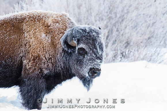 Frosty Bison