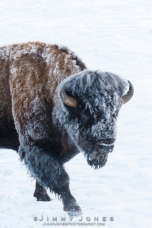 Frosty Bison