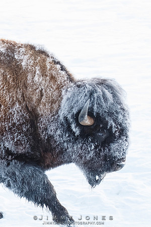 Frosty Bison