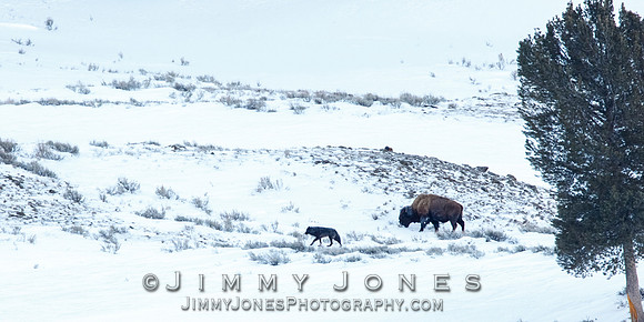 Lamar Canyon Pack Wolf w/ Bison