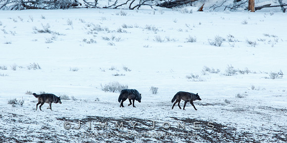Lamar Canyon Pack Wolves