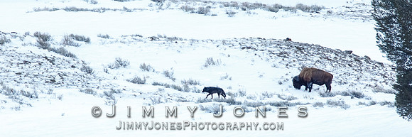 Lamar Canyon Pack Wolf w/ Bison
