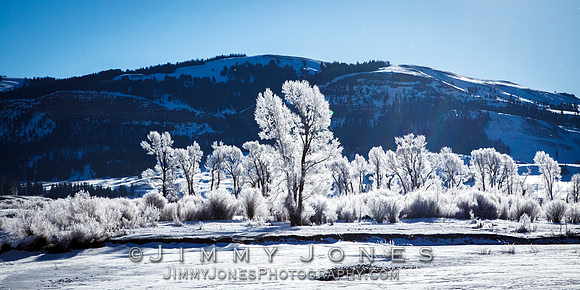 Hoar-frost Cottonwoods