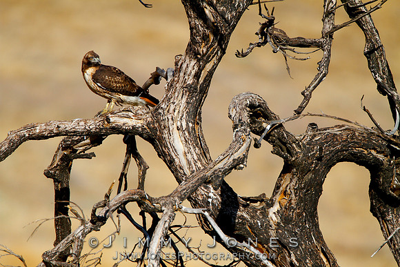 Red-Tailed Hawk