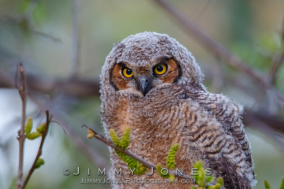 Great Horned Owlet