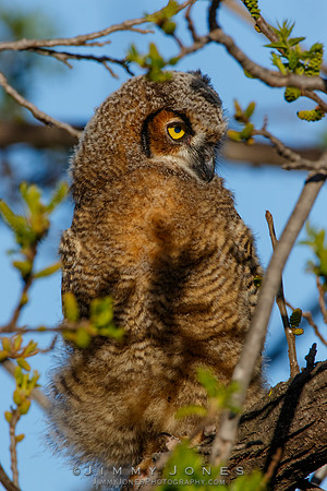 Great Horned Owlet