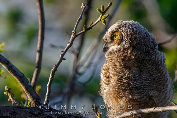 Great Horned Owlet