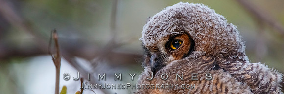 Great Horned Owlet