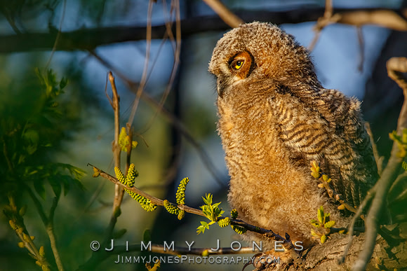 Great Horned Owlet