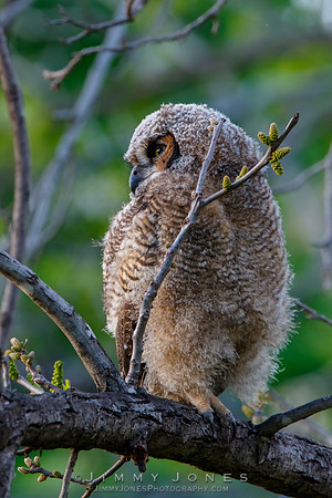 Great Horned Owlet