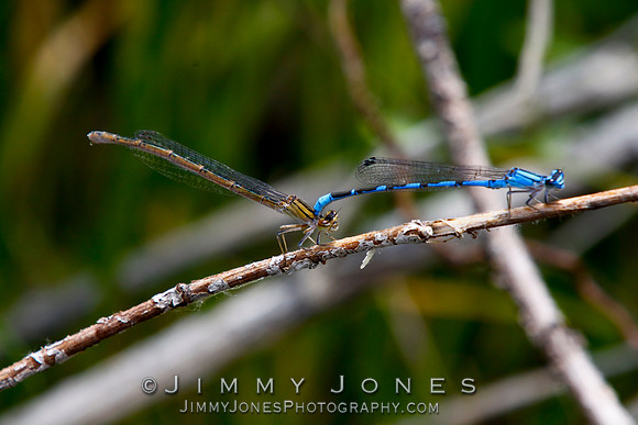 Male and Female Damselflies