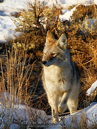 Coyote