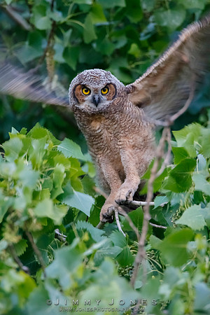 Great Horned Owlet