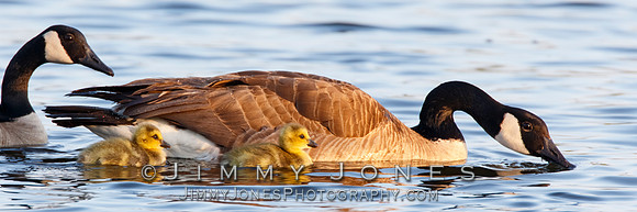 Canada Geese with Chicks