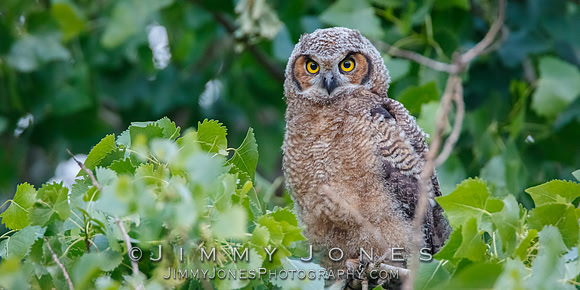 Great Horned Owlet