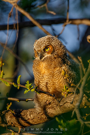 Great Horned Owlet - CS/P0608