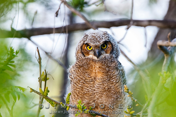 Great Horned Owlet