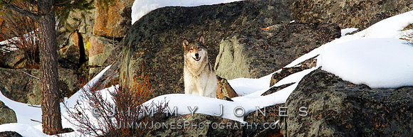 '06 Female Wolf