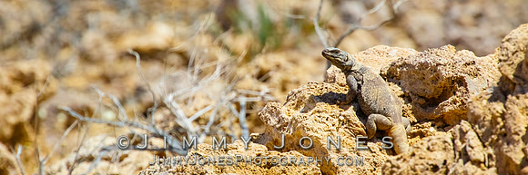 Common Chuckwallas Lizard