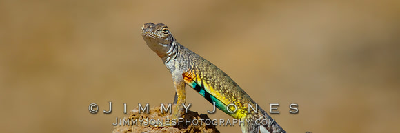 Greater Earless Lizard