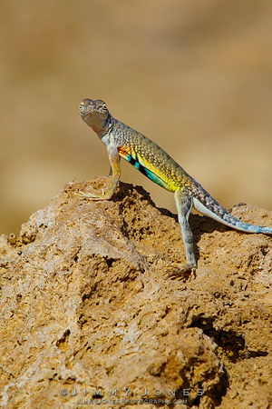 Greater Earless Lizard
