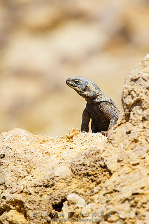 Common Chuckwallas Lizard