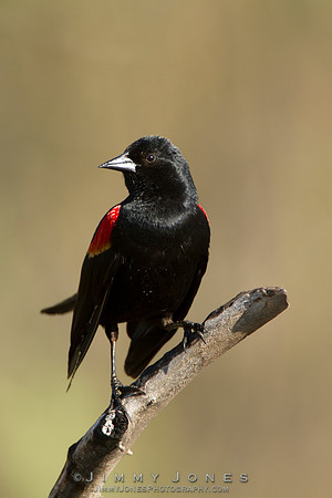Red-Winged Blackbird
