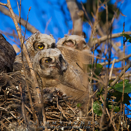 Great Horned Owls