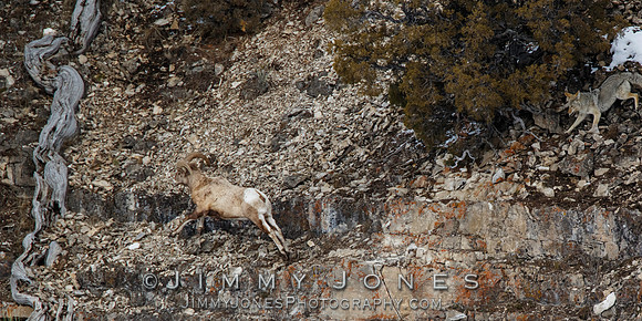 Coyote Chasing Big Horn Ram