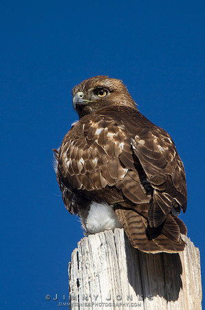 Red-tailed Hawk (Juvenile)