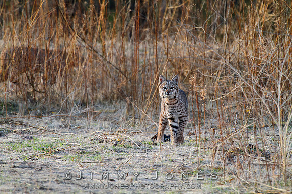 Bobcat