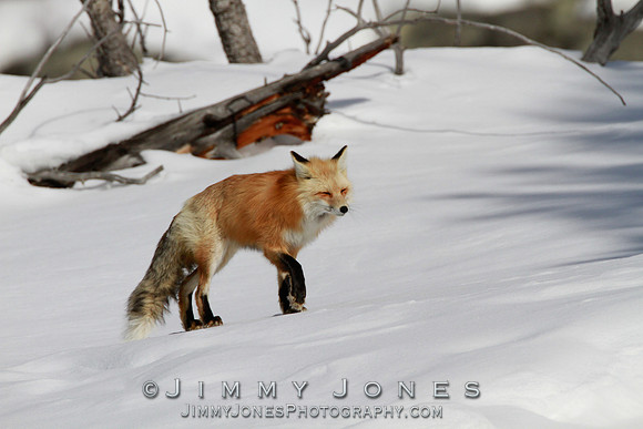 Red Fox