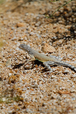 Greater Earless Lizard
