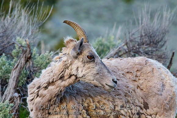 Big Horn Ewe