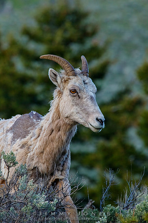 Big Horn Ewe