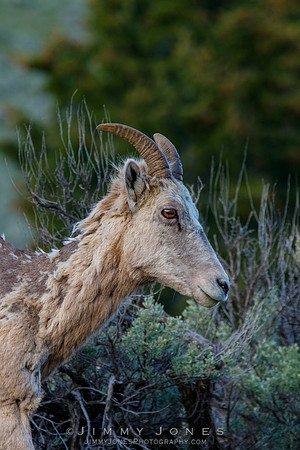 Big Horn Ewe