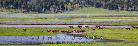 Bison Water Crossing