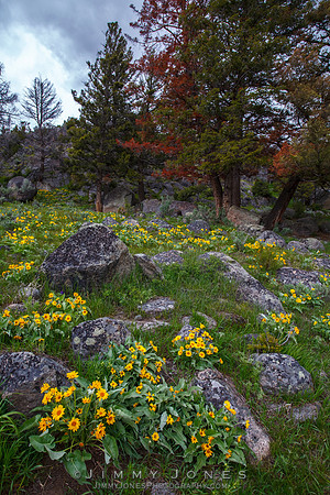 Yellowstone Wildflowers