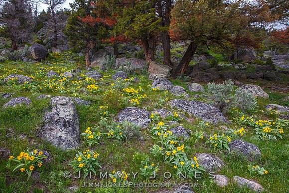 Yellowstone Wildflowers