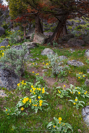 Yellowstone Wildflowers