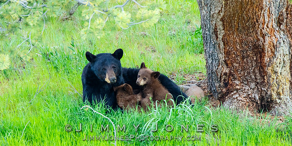Black Bear Sow With Cubs