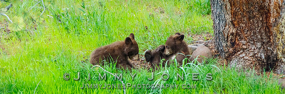 Black Bear Cubs