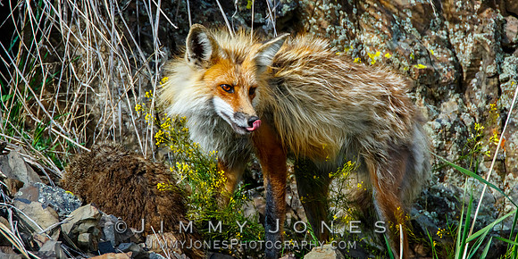 Red Fox With Marmot