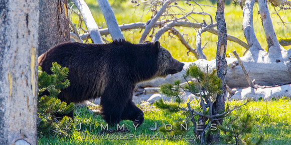 Grizzly Sow